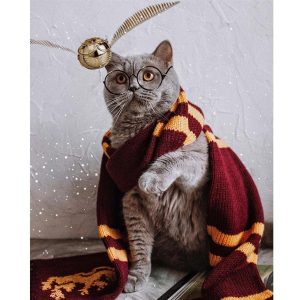 Sihirli Kedi Sayılarla Boyama Seti