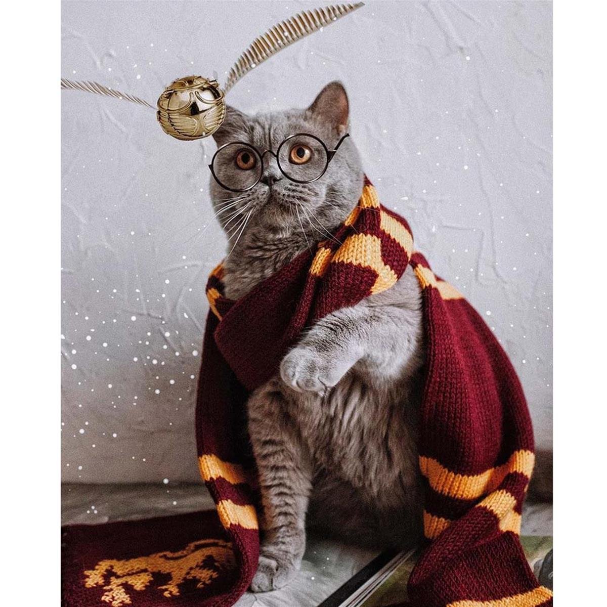 Sihirli Kedi Sayılarla Boyama Seti